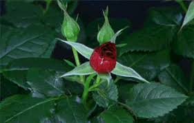 Image result for rose images