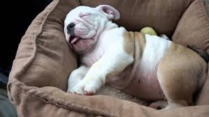 The criteria used to create this breed remain a top secret to lower the lifespan of a mini bulldog is 10 to 13 years, which is 2 to 3 years longer than the life expectancy of a standard bulldog. Miniature English Bulldogs Lovetoknow