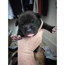 The american bandogge mastiff's protective nature and disinterest in proving rank make them trustworthy with children. 5 Males 2 Female American Bandogge Pups Available In Philadelphia Pennsylvania Puppies For Sale Near Me