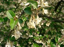 Image result for goumi