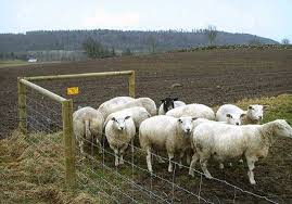 Poda Supernet Zaun Das Wirtschaftliche Geflecht Fur Stabile Haltbare Zaune Bei Diesem Geflecht Gibt Es Starke Argumente Warum In 2020 Zaunbau Weidezaun Verzinkung