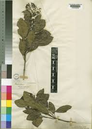 Image result for Cassinopsis