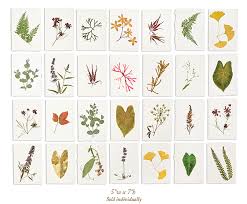 Maybe you would like to learn more about one of these? Blackwell Botanicals Anne Blackwell Thompson Baby Bot Botanical Pressed Flowers