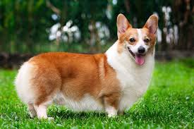 images?q=tbn:ANd9GcR93eBo9DBC3CD_I6Z1bBk