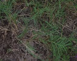 Image result for Cynodon