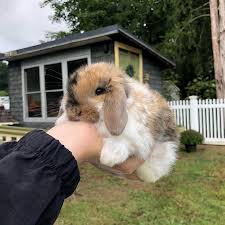 Image About Love In Animals By Cutie Pie On We Heart It Music Flowers Indie Aesthetic Love Fallen Cute Funny Animals Fluffy Animals Cute Little Animals