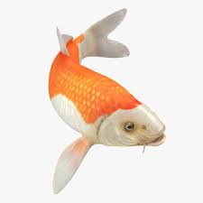 Harivake Koi Fish Swiming Pose 3d Model Ad Fish Koi Harivake Model Fish Koi Fish Koi