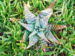 Image result for Aloe zebrina