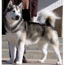 .alaskan malamute wallpapers wallpaper cave how to groom an alaskan malamute beautiful brown alaskan malamute three alaskan malamute in winter photo puppy funny story about grooming a malamute nature animals dogs puppies. Colorado Alaskan Malamute Breeders