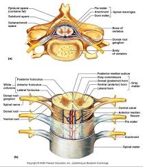 Backbone is jquery's best friend so to speak so you 'organize' your code and use jquery to query the dom. Spinal Cord Labeled Diagram Labeled Cross Section Of Spinal Cord Anatomy Diagram Pics Spinal Nerves Anatomy Nerve Anatomy Spinal Cord Anatomy