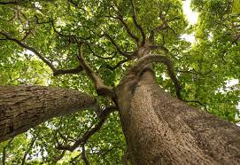 Image result for Rungia grandis