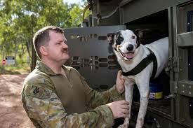 To become a professional show dog handler, you should train and adhere to the code of ethics in dog handling. Explosive Rescue For Kelpie Defence News