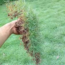 Kisaran harga rumput gajah hingga rumput jepang, cocok untuk taman! Harga Rumput Jepang Terbaik Taman Perlengkapan Rumah Juli 2021 Shopee Indonesia