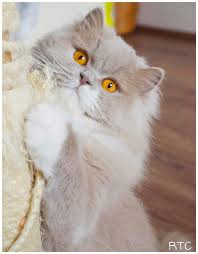 Die britisch langhaar ist eine sehr gutmütige, ruhige katzenrasse. When Do British Shorthair Kittens Eyes Change Colour