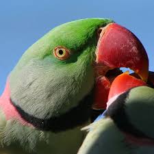 The smart, playful indian ringneck parrots require large cages, preferably aviaries where they have room to fly. Alexandrine Parrot Care Behavior Price And Lifespan