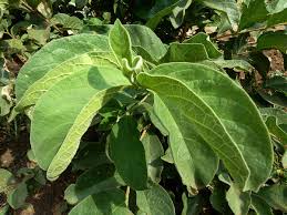 Image result for Vangueria vestita