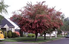 Landscape value crimson cloud is a selection of english hawthorn. Crataegus Laevigata Paul S Scarlet From Nvk Nurseries