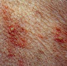Scratching The Surface Of Allergies In Dogs Today S Veterinary Nurse