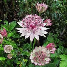 Image result for Astrantia major `Roma`
