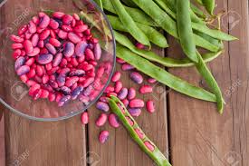 Image result for Phaseolus coccineus