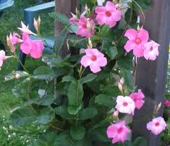 How To Care Mandevilla Plant For Good Growing Care For Plant Plants All About Plants Flower Garden