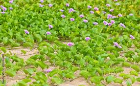 Image result for Ipomoea crassipes
