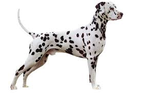 Image result for dalmatin