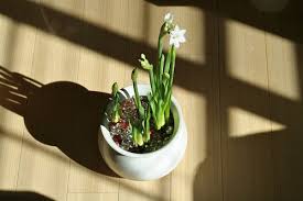 Grow a bulb garden for winter indoor beauty. 3 Easy Flower Bulbs To Grow Indoors Install It Direct