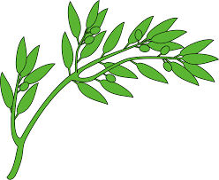 File Branche D Olivier Svg Wikimedia Commons