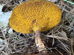 Image result for Suillus subaureus