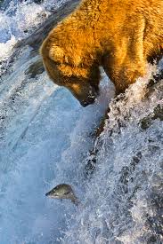 We watched them climb up and down trees, play with each other, and drink water. Salmon Run Wikipedia