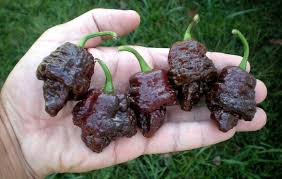 How big does a chocolate scorpion pepper get? Trinidad Scorpion Chocolate