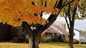 Find and download fall scenes wallpapers wallpapers, total 20 desktop background. The Look Of Fall Brown Leaf Tree Autumn Scene Fall Scene The Look Of Autumn Hd Wallpaper Wallpaperbetter