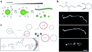 Chemical reactions some of the worksheets below are types of chemical reactions worksheets, learn how to classify bookmark file pdf chemical reactions note taking worksheet answers. Protocells Programmed Through Artificial Reaction Networks Chemical Science Rsc Publishing