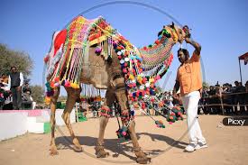 Download 61 rajasthan camel stock illustrations, vectors & clipart for free or amazingly low rates! Image Of A Camel Performs During A Camel Decoration Competition At The Nagaur Cattle Fair In Nagaur Rajasthan India On 31 Jan 2020 Zm921437 Picxy
