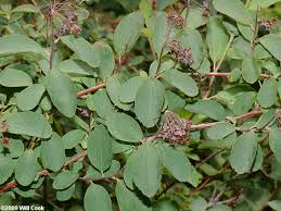 Image result for Mellera lobulata
