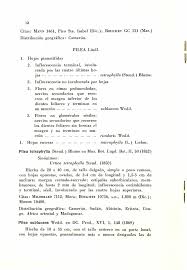 Image result for Pilea sublucens