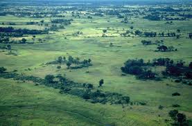 Image result for Oubanguia africana