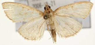 Image result for Anania perlucidalis