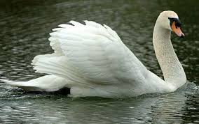 Image result for swan