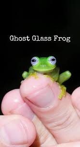 Image result for glass frog