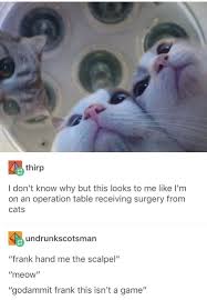 21 Tumblr Posts About Cats That You Just Might Not Have Actually Seen Yet Cute Funny Animals Funny Animal Pictures Animal Memes