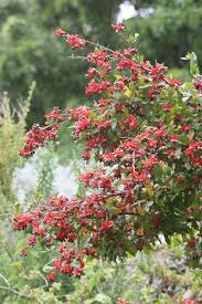Image result for Ochna ovata