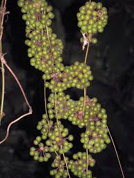 Image result for Ampelocissus abyssinica