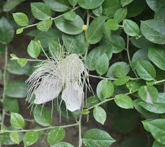Image result for Capparis fascicularis