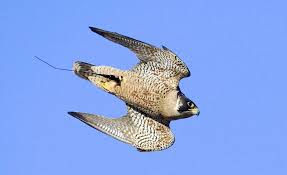Falconry Peregrine Falcon Peregrine Raptors Bird