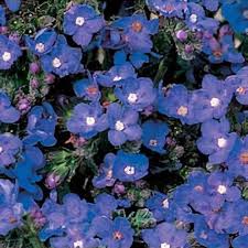 Image result for Anchusa capensis
