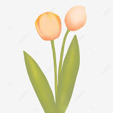 Saya nak melukis menggunakan 3 teknik melukis dalam satu gambarmacam mana nak. Gambar Bahan Tulip Yang Dilukis Dengan Tangan Sederhana Tulip Clipart Sederhana Dan Mudah Lukisan Tangan Png Transparan Clipart Dan File Psd Untuk Unduh Gratis