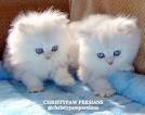 Pelaqita Persians | Healthy Persian kittens for sale ...