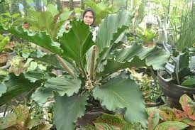 Wordpress Com Anthurium Plant Anthurium Foliage Plants